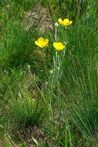 Illyrian Buttercup