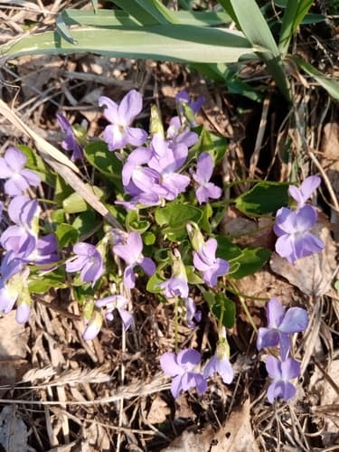 Hill Violet