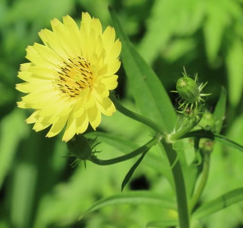Smallflower Desert-Chicory