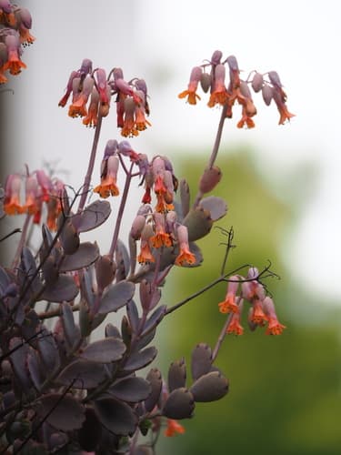 Lavender Scallops Bonsai