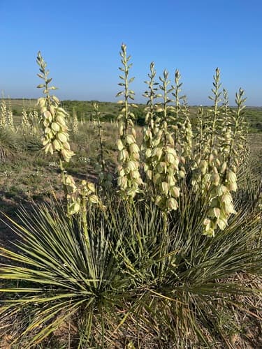 Great Plains Yucca Bonsai