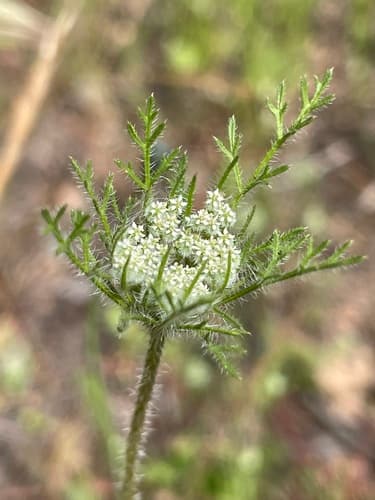 American Wild Carrot Bonsai