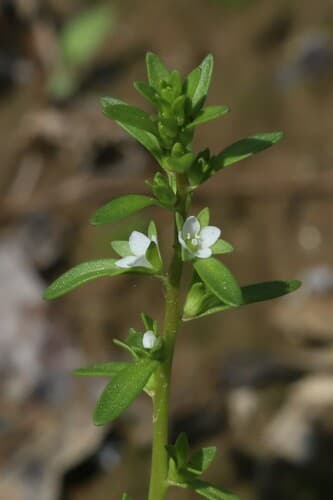 Purslane Speedwell