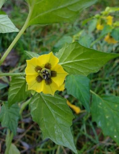 Large-flowered Tomatillo