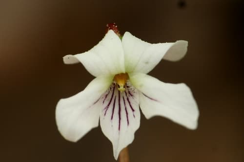 Primrose-leaved Violet