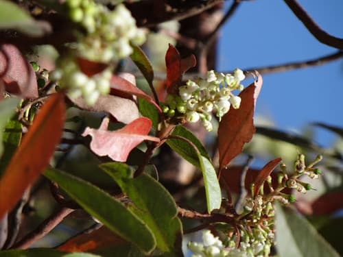 Texas Madrone Bonsai
