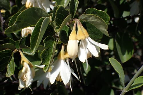 California Snowdrop Bush Bonsai