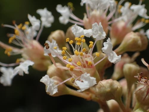 Subcostate Crepe Myrtle Bonsai