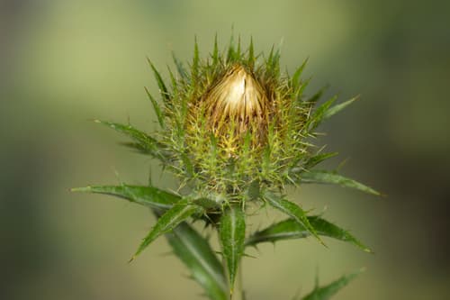 Bieberstein's thistle