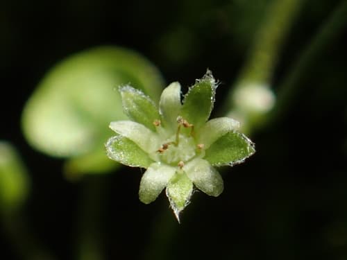 Asian Ponysfoot Flower