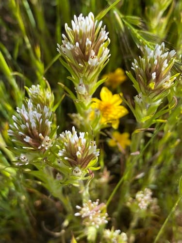 Valley Tassels Bonsai