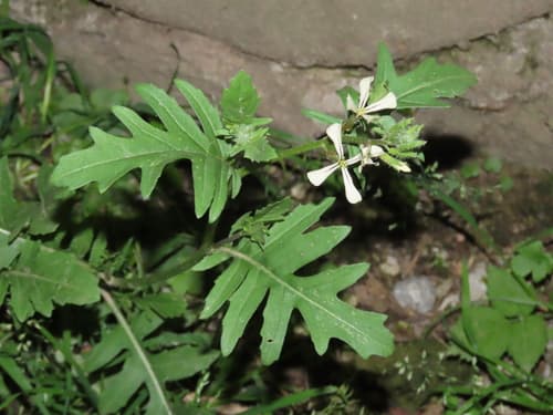 Rocketsalad Bonsai Specimen