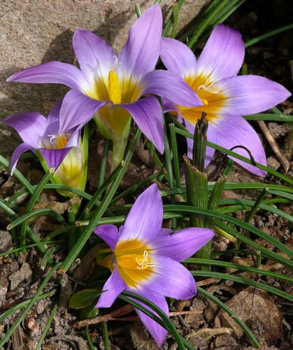Crocus-leaved romulea