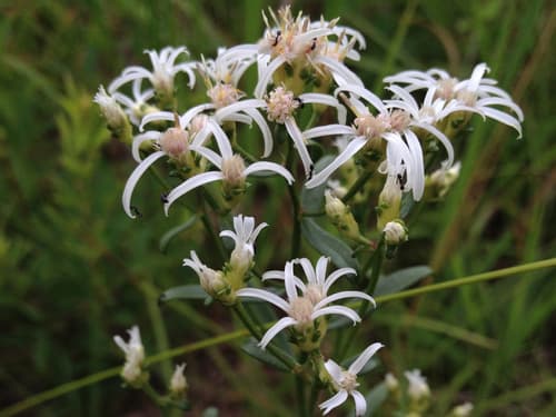 Narrowleaf Whitetop Aster Bonsai