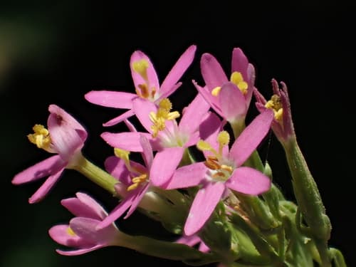 Lesser Centaury
