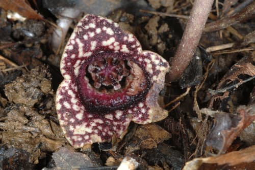 Little Heartleaf Flower