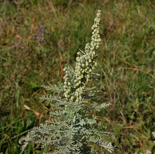 African Wormwood
