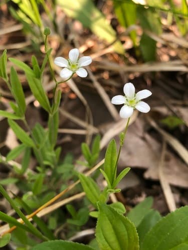 Bluntleaf Sandwort