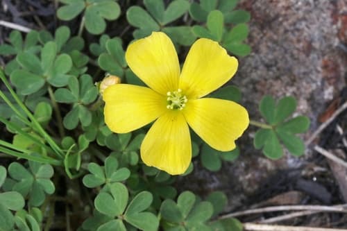 Woody-root Woodsorrel