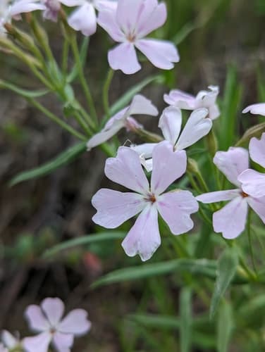 Showy Phlox Bonsai