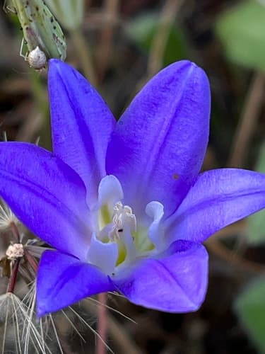 Dwarf Brodiaea