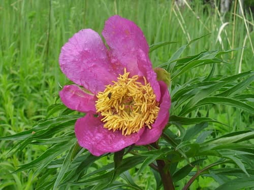 Anomalous Peony