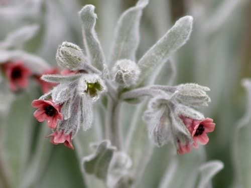 Cynoglossum cheirifolium