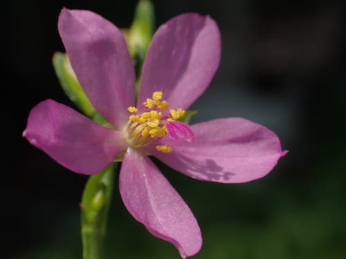 Philippine Spinach Flower