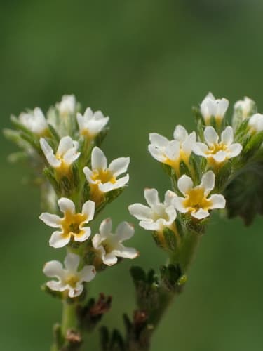 fourspike heliotrope