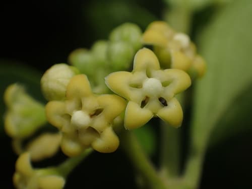 Australian Cow-plant