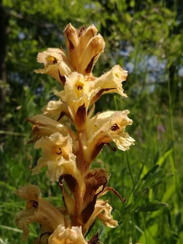 Medick broomrape
