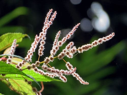 Zollinger's False Nettle