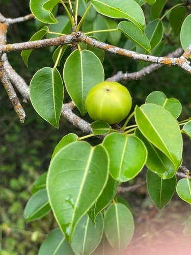 Manchineel Bonsai