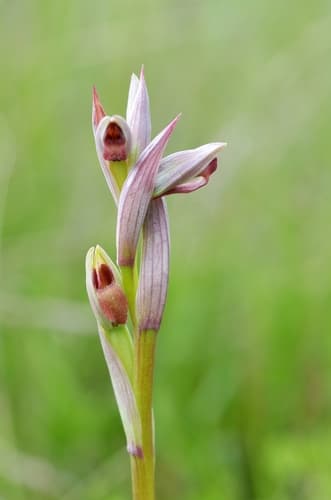 Lesser Tongue-orchid