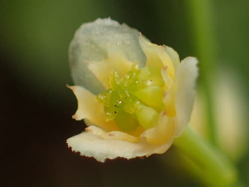 Queen Coralbead Bonsai