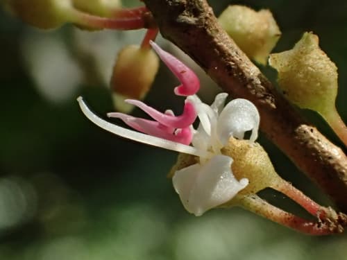 Cochin-China Blastus