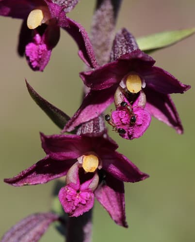 Dark-red Helleborine