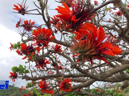 Indian Coral Tree Bonsai