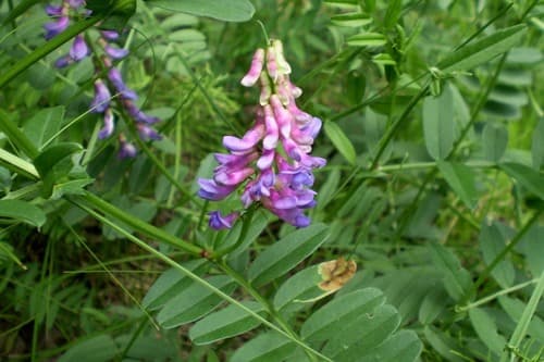 lovely vetch