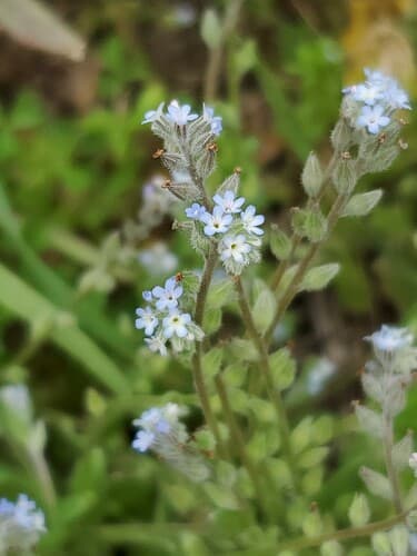 blue forget-me-not