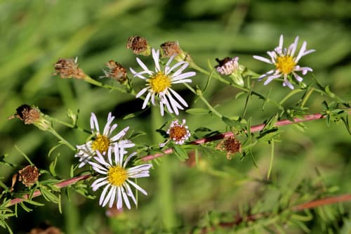 Bushy Aster