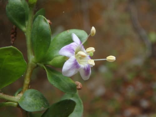 African Boxthorn Bonsai
