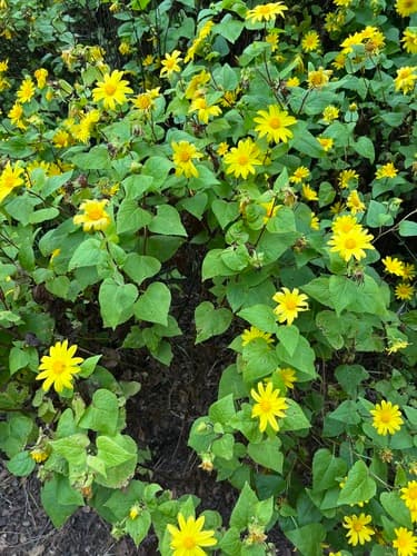Canyon Sunflower Bonsai