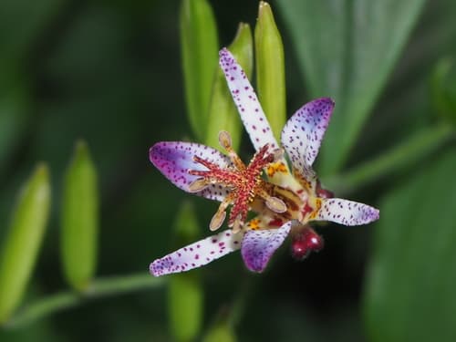 Toad Lily Flower