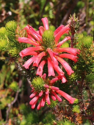 Peninsula Heath complex