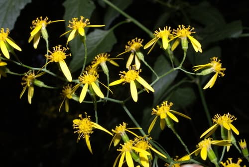 Climbing Senecio Bonsai