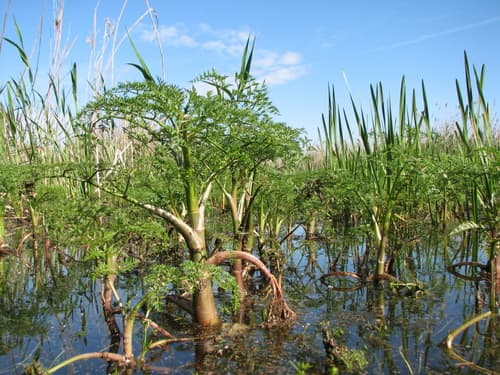 Fine-leaved Water-dropwort Bonsai