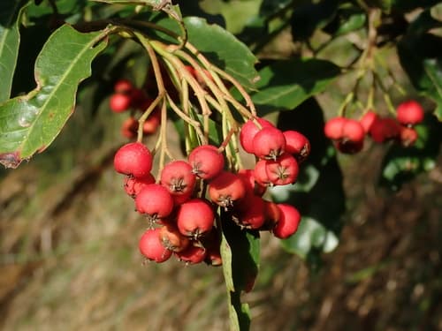 Taiwan Stranvaesia Bonsai