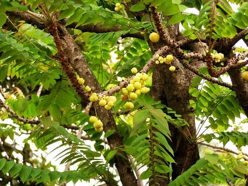 Tahitian Gooseberry Tree