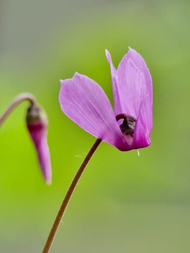 European Cyclamen